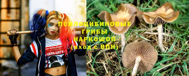 Галлюциногенные грибы Magic Shrooms  Алагир 